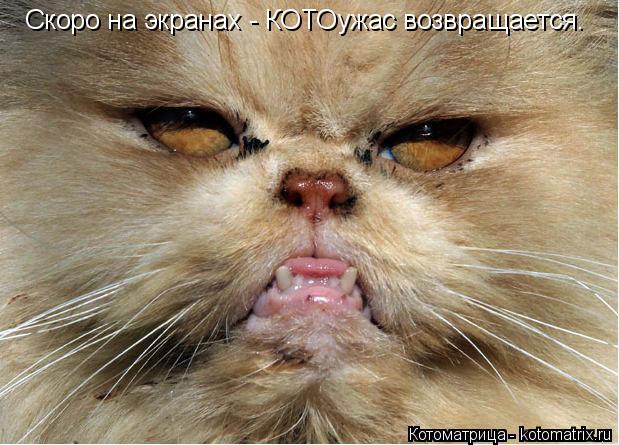 Скоро на экранах - КОТОужас возвращается.... Котоматрица: Скоро на экранах - КОТОужас возвращается.