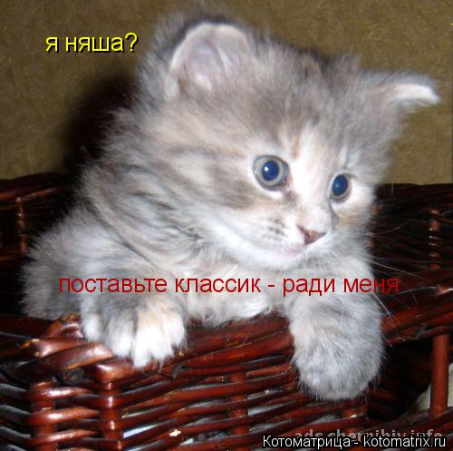 я няша? поставьте классик - ради меня... Котоматрица: я няша? поставьте классик - ради меня