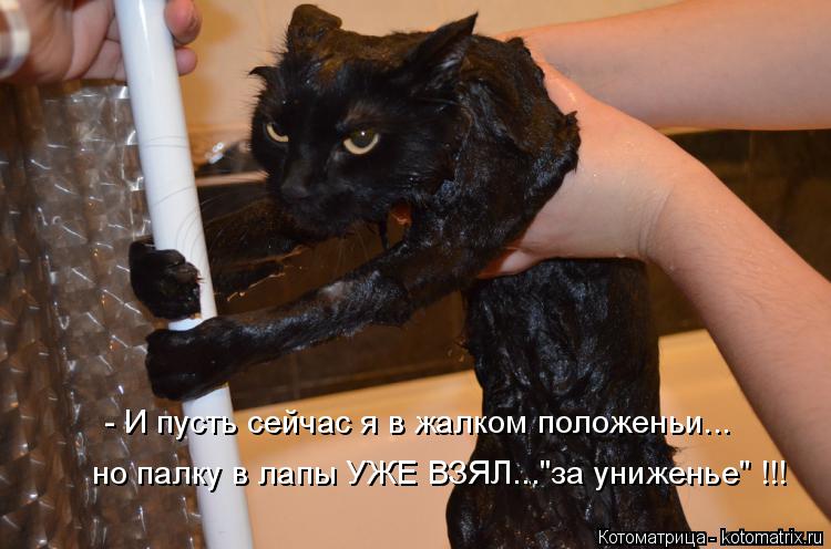 - И пусть сейчас я в жалком положеньи... но палку в лапы УЖЕ ВЗЯЛ..."за униженье" !!!... Котоматрица: - И пусть сейчас я в жалком положеньи... но палку в лапы УЖЕ ВЗЯЛ..."за униженье" !!!