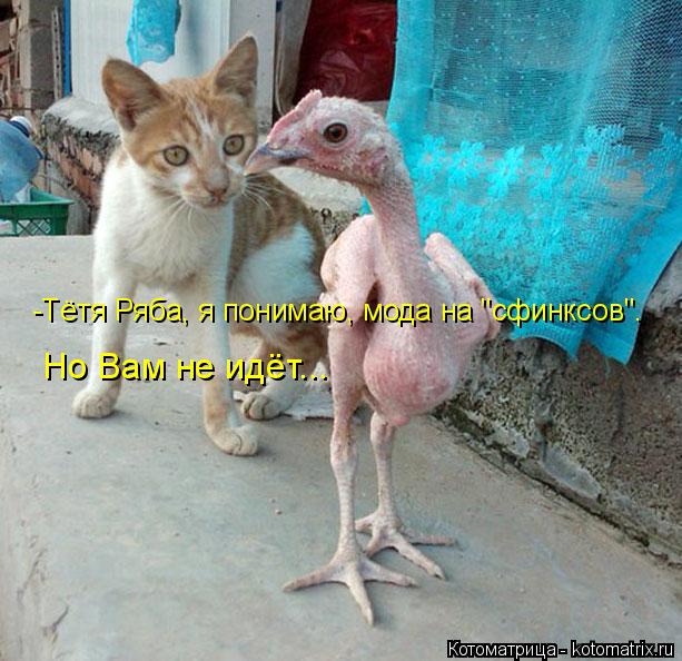 -Тётя Ряба, я понимаю, мода на "сфинксов". Но Вам не идёт...... Котоматрица: -Тётя Ряба, я понимаю, мода на "сфинксов". Но Вам не идёт...