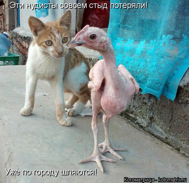 Эти нудисты совсем стыд потеряли! Уже по городу шляются!... Котоматрица: Эти нудисты совсем стыд потеряли! Уже по городу шляются!