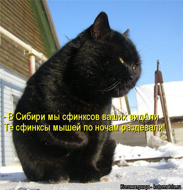 - В Сибири мы сфинксов ваших видАли - Те сфинксы мышей по ночам раздевали!... Котоматрица: - В Сибири мы сфинксов ваших видАли - Те сфинксы мышей по ночам раздевали!