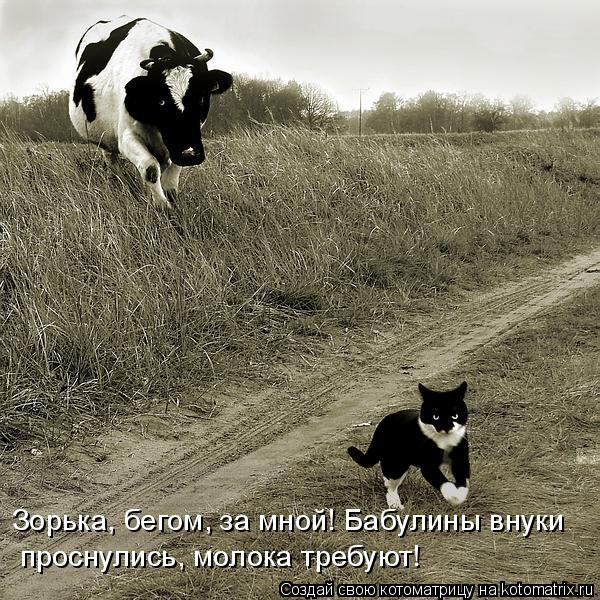 Зорька, бегом, за мной! Бабулины внуки проснулись, молока требуют!... Котоматрица: Зорька, бегом, за мной! Бабулины внуки проснулись, молока требуют!