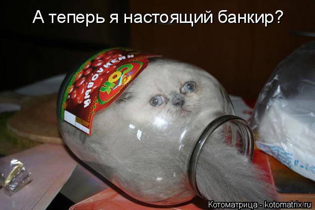 А теперь я настоящий банкир?... Котоматрица: А теперь я настоящий банкир?