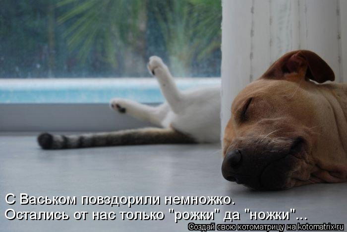 Остались от нас только "рожки" да "ножки"... С Васьком повздорили немножко.... Котоматрица: Остались от нас только "рожки" да "ножки"... С Васьком повздорили немножко.