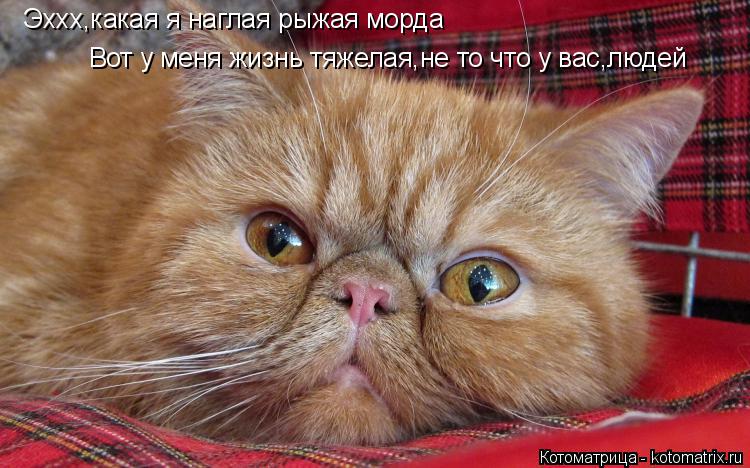 Эххх,какая я наглая рыжая морда Вот у меня жизнь тяжелая,не то что у вас,людей... Котоматрица: Эххх,какая я наглая рыжая морда Вот у меня жизнь тяжелая,не то что у вас,людей