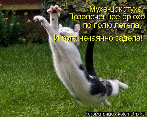 Муха-цокотуха, Позолоченное брюхо по полю летела, И кота нечаянно задела!... Котоматрица: Муха-цокотуха, Позолоченное брюхо по полю летела, И кота нечаянно задела!