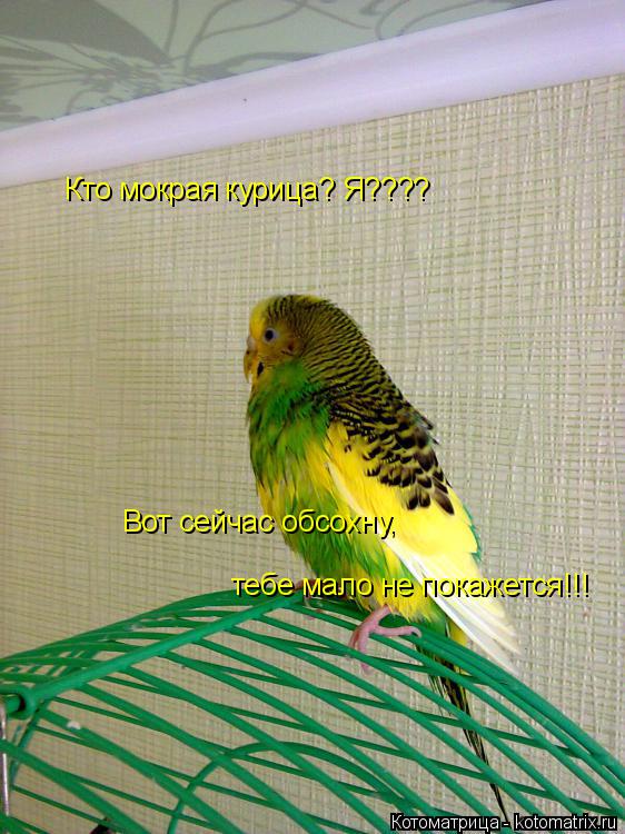 Кто мокрая курица? Я???? Вот сейчас обсохну, тебе мало не покажется!!!... Котоматрица: Кто мокрая курица? Я???? Вот сейчас обсохну, тебе мало не покажется!!!