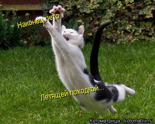 Наконец лето Летящей походкой...... Котоматрица: Наконец лето Летящей походкой...