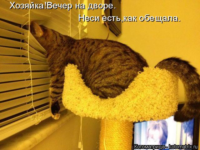 Хозяйка!Вечер на дворе. Неси есть,как обещала.... Котоматрица: Хозяйка!Вечер на дворе. Неси есть,как обещала.