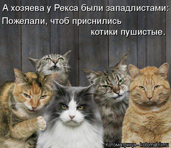 А хозяева у Рекса были западлистами: Пожелали, чтоб приснились котики пушистые.... Котоматрица: А хозяева у Рекса были западлистами: Пожелали, чтоб приснились котики пушистые.