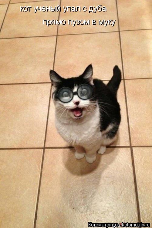 кот ученый упал с дуба прямо пузом в муку... Котоматрица: кот ученый упал с дуба прямо пузом в муку