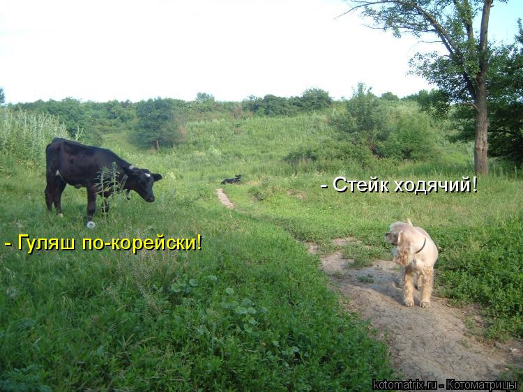 - Стейк ходячий! - Гуляш по-корейски!... Котоматрица: - Стейк ходячий! - Гуляш по-корейски!