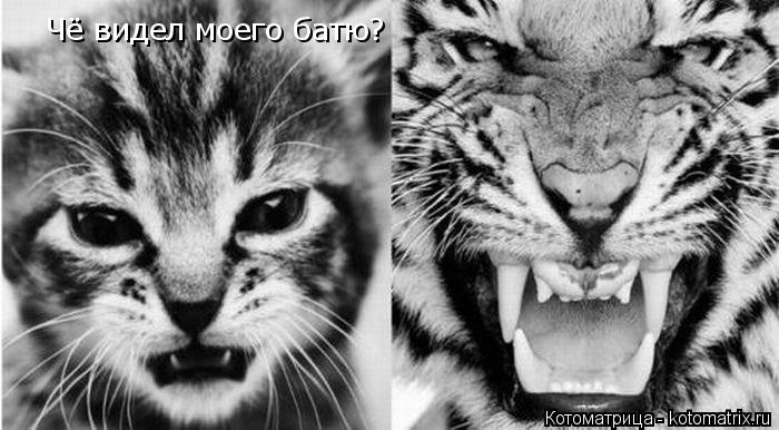 Чё видел моего батю? Чё видел моего батю?... Котоматрица: Чё видел моего батю? Чё видел моего батю?