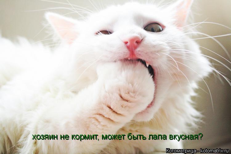 хозяин не кормит, может быть лапа вкусная?... Котоматрица: хозяин не кормит, может быть лапа вкусная?