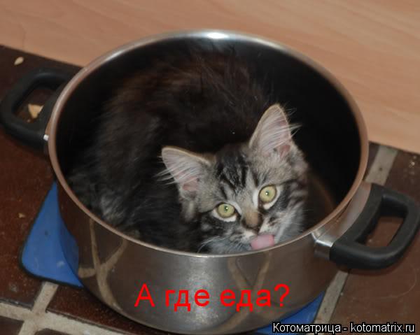 А где еда?... Котоматрица: А где еда?