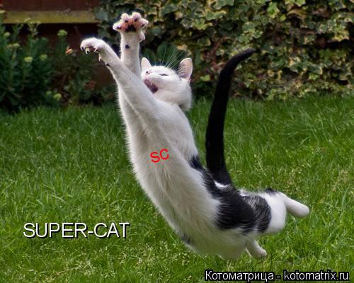 SUPER-CAT sc... Котоматрица: SUPER-CAT sc