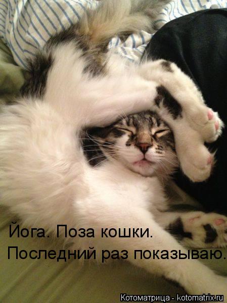 Последний раз показываю. Йога. Поза кошки.... Котоматрица: Последний раз показываю. Йога. Поза кошки.