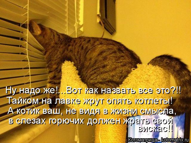 Ну надо же!...Вот как назвать все это?!! Тайком на лавке жрут опять котлеты! А котик ваш, не видя в ж... Котоматрица: Ну надо же!...Вот как назвать все это?!! Тайком на лавке жрут опять котлеты! А котик ваш, не видя в жизни смысла, в слезах горючих должен жрать с