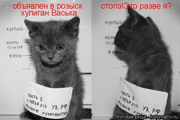 объявлен в розыск хулиган Васька стопэ1 стопэ!Это разве я?... Котоматрица: объявлен в розыск хулиган Васька стопэ1 стопэ!Это разве я?