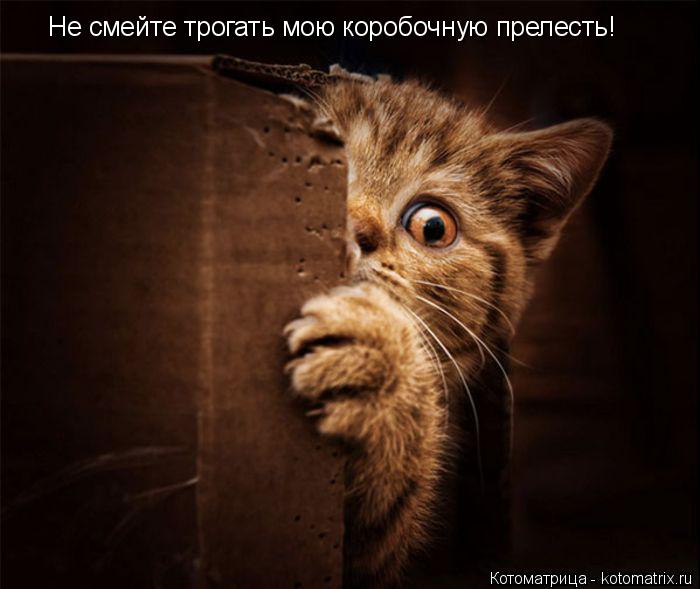 Не смейте трогать мою коробочную прелесть!... Котоматрица: Не смейте трогать мою коробочную прелесть!
