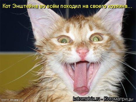 Кот Энштейна во всём походил на своего хозяина...... Котоматрица: Кот Энштейна во всём походил на своего хозяина...