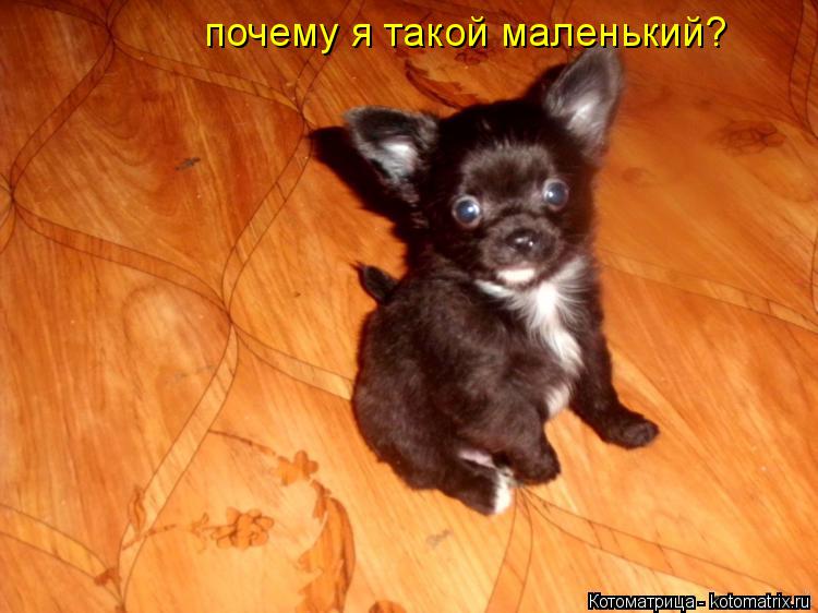 почему я такой маленький?... Котоматрица: почему я такой маленький?