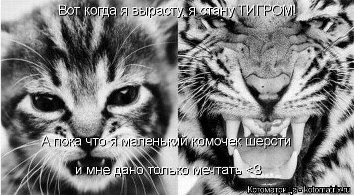 Вот когда я вырасту, я стану ТИГРОМ! А пока что я маленький комочек шерсти и мне дано только мечтать ... Котоматрица: Вот когда я вырасту, я стану ТИГРОМ! А пока что я маленький комочек шерсти и мне дано только мечтать <З