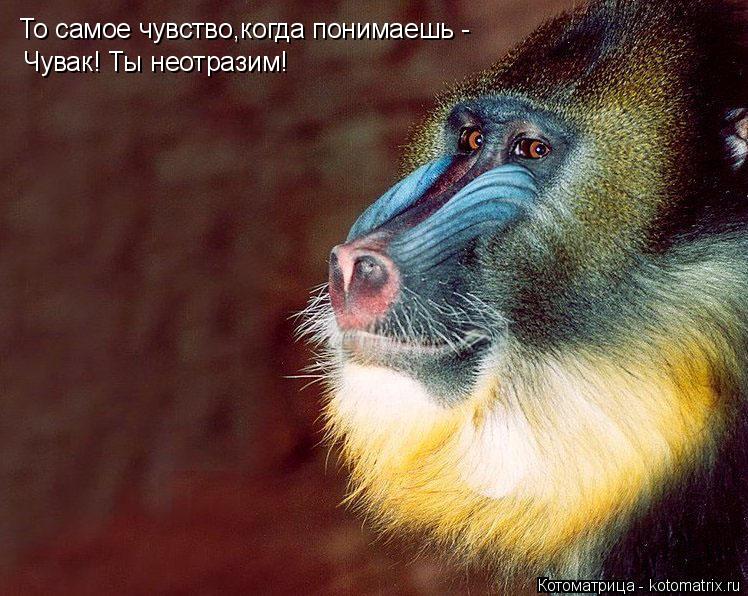 То самое чувство,когда понимаешь - Чувак! Ты неотразим!... Котоматрица: То самое чувство,когда понимаешь - Чувак! Ты неотразим!