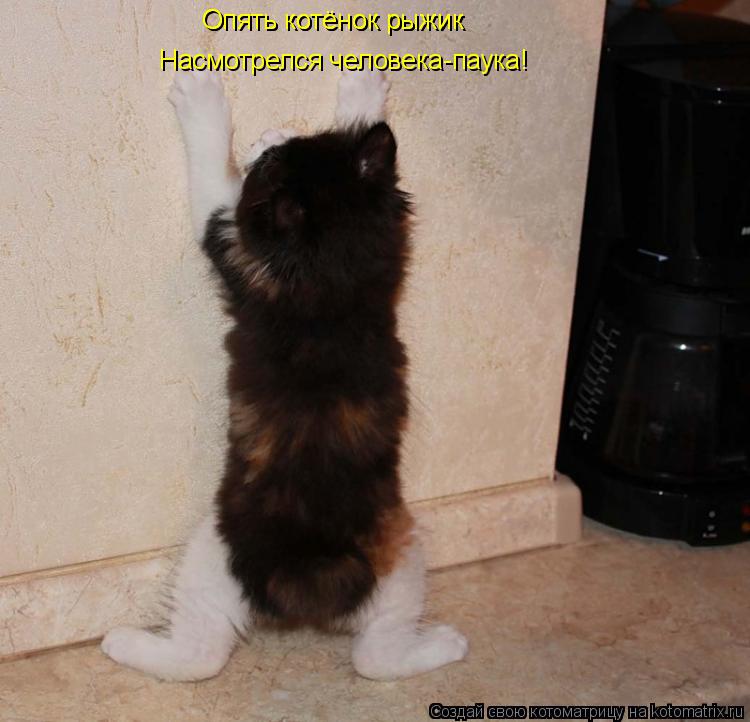 Опять котёнок рыжик Насмотрелся человека-паука! Опять котёнок рыжик... Котоматрица: Опять котёнок рыжик Насмотрелся человека-паука! Опять котёнок рыжик