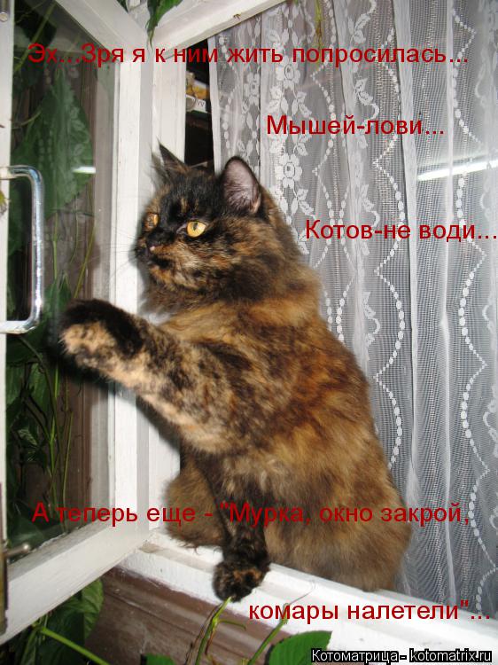 Эх...Зря я к ним жить попросилась... Мышей-лови... Котов-не води... А теперь еще - "Мурка, окно закро... Котоматрица: Эх...Зря я к ним жить попросилась... Мышей-лови... Котов-не води... А теперь еще - "Мурка, окно закрой, комары налетели"...