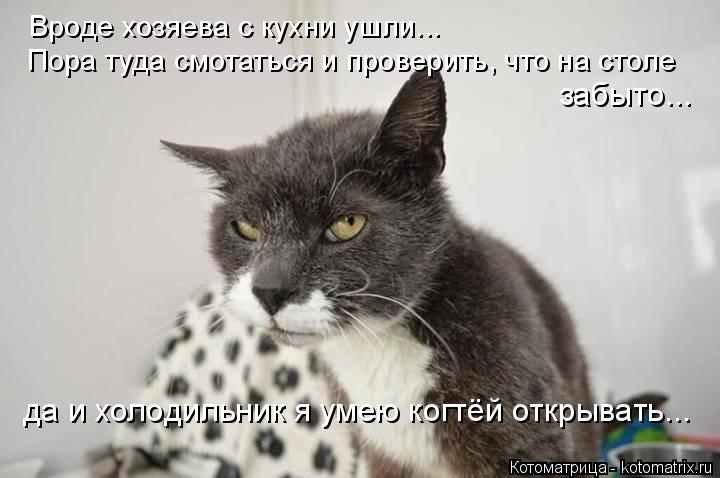 Вроде хозяева с кухни ушли... Пора туда смотаться и проверить, что на столе забыто... да и холодиль... Котоматрица: Вроде хозяева с кухни ушли... Пора туда смотаться и проверить, что на столе забыто... да и холодильник я умею когтёй открывать...