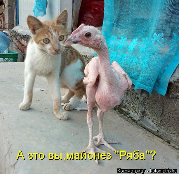 А это вы,майонез "Ряба"?... Котоматрица: А это вы,майонез "Ряба"?