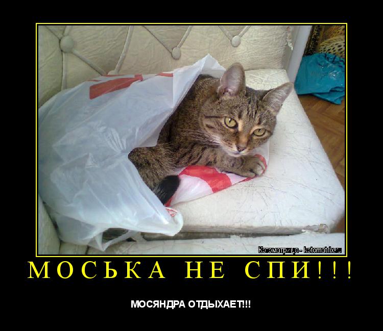 МОСЬКА НЕ СПИ!!! МОСЯНДРА ОТДЫХАЕТ!!!... Котоматрица: МОСЬКА НЕ СПИ!!! МОСЯНДРА ОТДЫХАЕТ!!!