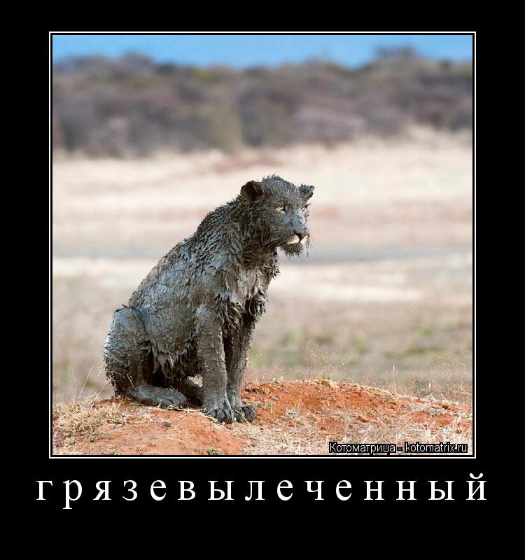 грязевылеченный ... Котоматрица: грязевылеченный