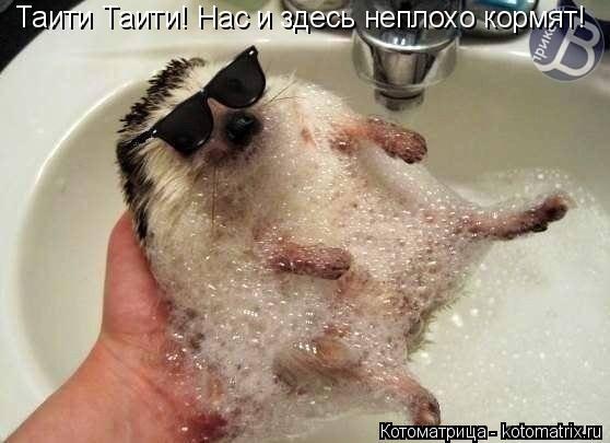 Таити Таити! Нас и здесь неплохо кормят!... Котоматрица: Таити Таити! Нас и здесь неплохо кормят!