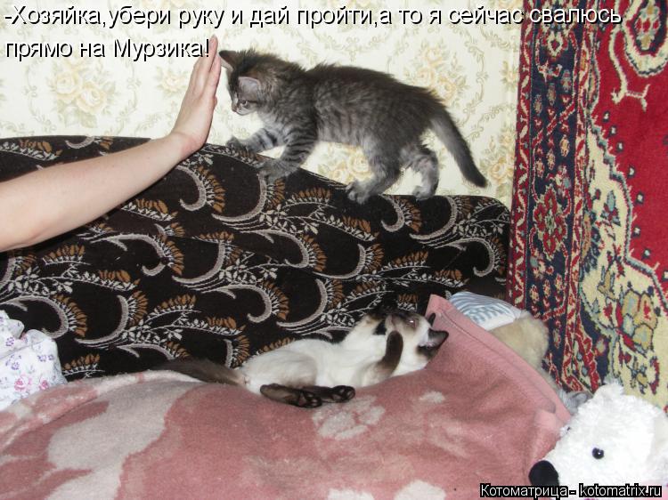 -Хозяйка,убери руку и дай пройти,а то я сейчас свалюсь прямо на Мурзика!... Котоматрица: -Хозяйка,убери руку и дай пройти,а то я сейчас свалюсь прямо на Мурзика!