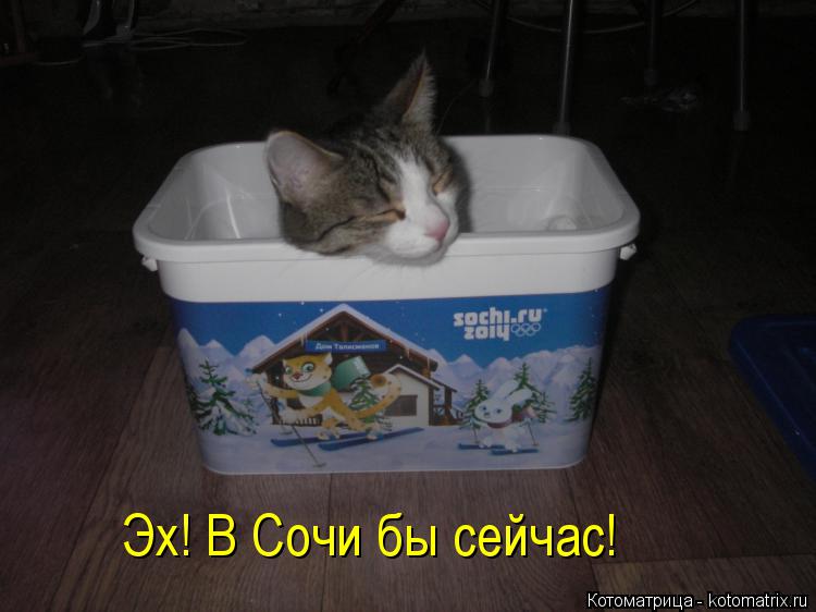 Эх! В Сочи бы сейчас!... Котоматрица: Эх! В Сочи бы сейчас!