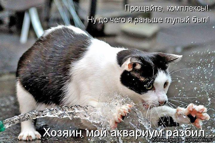 Котоматрица: Прощайте, комплексы!  Хозяин мой аквариум разбил... Ну до чего я раньше глупый был!