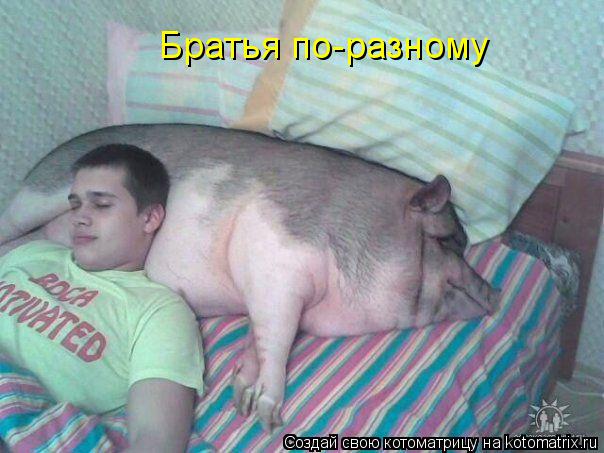 Братья по-разному... Котоматрица: Братья по-разному