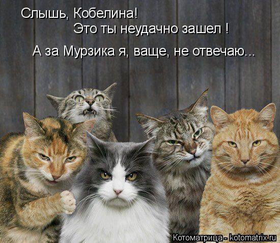 Слышь, Кобелина! Это ты неудачно зашел ! А за Мурзика я, ваще, не отвечаю...... Котоматрица: Слышь, Кобелина! Это ты неудачно зашел ! А за Мурзика я, ваще, не отвечаю...