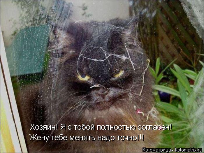 Хозяин! Я с тобой полностью согласен! Жену тебе менять надо точно!!!... Котоматрица: Хозяин! Я с тобой полностью согласен! Жену тебе менять надо точно!!!