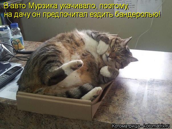 В авто Мурзика укачивало, поэтому, на дачу он предпочитал ездить бандеролью!... Котоматрица: В авто Мурзика укачивало, поэтому, на дачу он предпочитал ездить бандеролью!