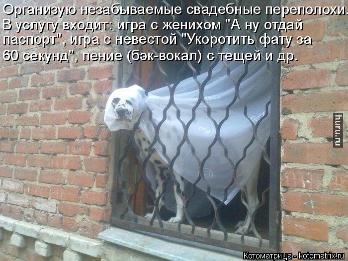 Организую незабываемые свадебные переполохи. В услугу входит: игра с женихом "А ну отдай паспорт", и... Котоматрица: Организую незабываемые свадебные переполохи. В услугу входит: игра с женихом "А ну отдай паспорт", игра с невестой "Укоротить фату за 60 секу