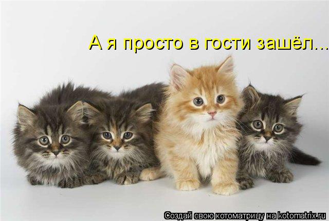 А я просто в гости зашёл...... Котоматрица: А я просто в гости зашёл...
