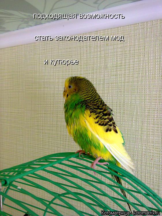 подходящая возможность стать законодателем мод и кутюрье... Котоматрица: подходящая возможность стать законодателем мод и кутюрье