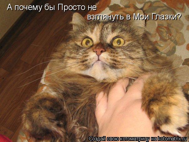 А почему бы Просто не взглянуть в Мои Глазки?... Котоматрица: А почему бы Просто не взглянуть в Мои Глазки?