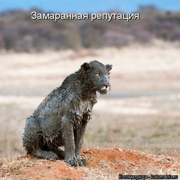 Замаранная репутация... Котоматрица: Замаранная репутация