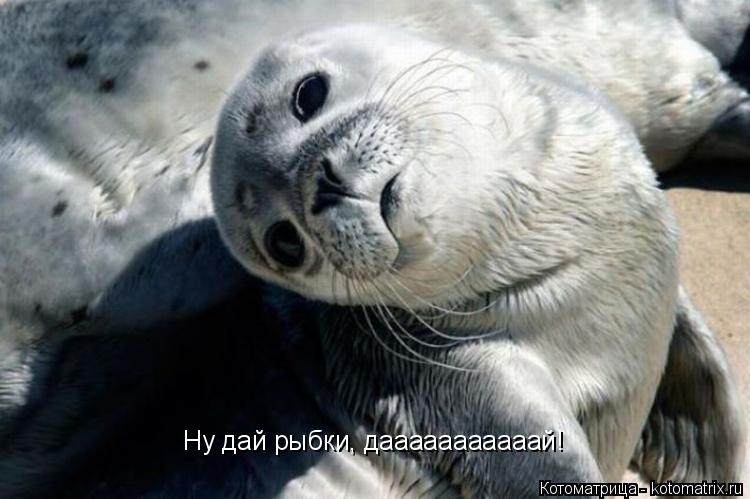Ну дай рыбки, дааааааааааай!... Котоматрица: Ну дай рыбки, дааааааааааай!