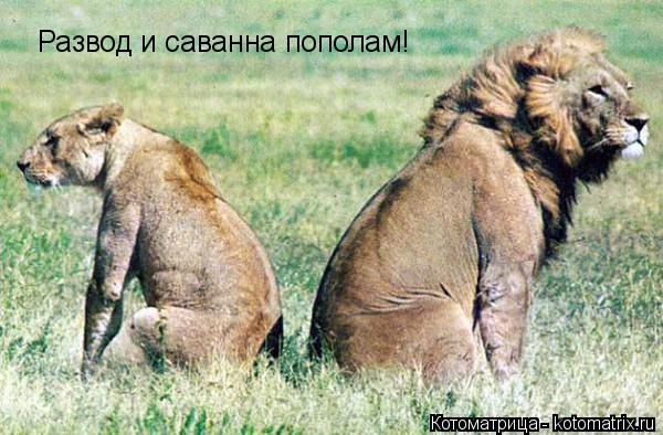 Развод и саванна пополам!... Котоматрица: Развод и саванна пополам!